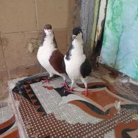 شادگان|پرنده|شادگان, |دیوار
