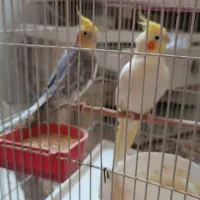 یک جفت عروس هلندی