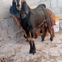 کهره وبره نر