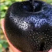 فروش نهال سیب میراکل