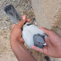 کبوتر مسافتی
