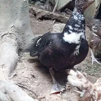 اردک اسرائیلی