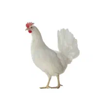 5 عدد مرغ تخم گذار
