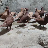 کبوتر کمری دمسفید وسرخ وزرد