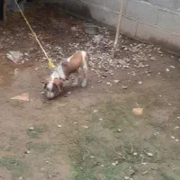 توله سگ شکاری