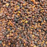کشمش گله خرما (جعفری)