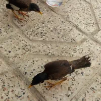 دوتاجوجه مینا