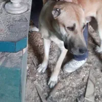 سگ گمشده