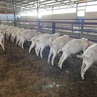 بز سانن اصل فرانسوی تک خون فرانسه
