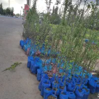 نهال میوه گلدانی ریشه پرشنداباد