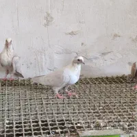 چهارتا مخملی نر جوانه فوق العاده