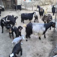 بز بزغاله