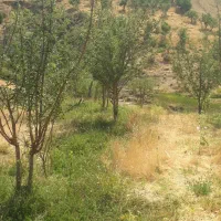 فروش-باغ-3-هزار-متر