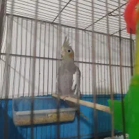 پرنده