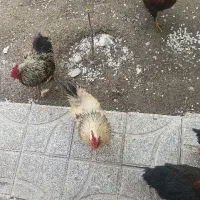 خروس