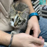 واگذاری بچه گربه