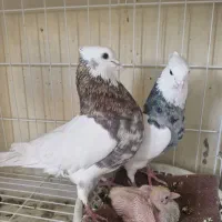 طوقی زرد دم سفید