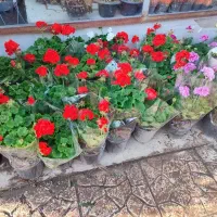 خدمات باغبانی هرسکاری باغچه کاری گل و گیاه