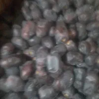 خرمایی تازه