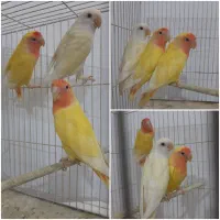 کوتوله برزیلی عروس هلندی گیرنچیک کاسکو مرغ عشق