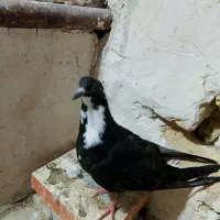 کفتر