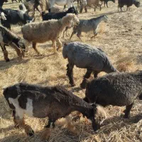 الاغ|حیوانات مزرعه|شیراز, داریون|دیوار