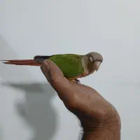 طوطی گم شده