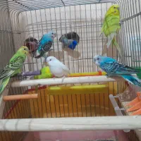 مرغ عشق جوجه و بالغ