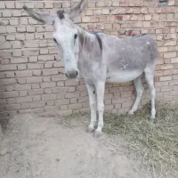 الاغ