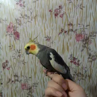 عروس هلندی نر