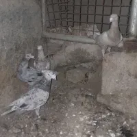 کبوتر پرشی