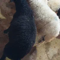 بره نر سبک