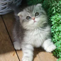 گربه اسکاتلندی نر ۲.۵ ماهه