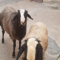 ۲۵ عدد پز و بره و یک عدد شَک گونه شال فروش میرسد
