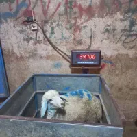 از 22 کیلو تا 105 کیلو دامزنده موجود داریم