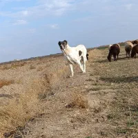 ماده افغان اصل گله ای