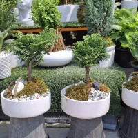 ارائه انواع گیاه آپارتمانی توسط گلخانه هشت بهشت