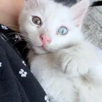 بچه گربه نژاد وان ترکیه