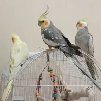 عروس هلندی رام و دستی طوطی متن بخون حتما