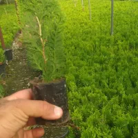 نشا کامیس نوکدار و فشرده تیراژ بالا موجوده