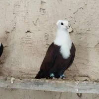 کله سفید وکربلایی  هفرنگ لیمویی دم سفید.ساده شاخی