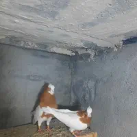 دوتا طوق زرد نرروزگاری