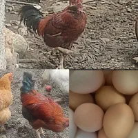 تخم مرغ محلی مناسب برای جوجه کشی تضمینی دونه ۱۲ت