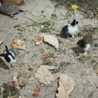 بچه خرگوش