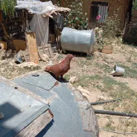 کبوتر سرخ وزرد