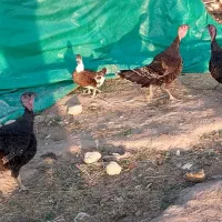 بوقلمون و اردک