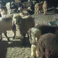 بره سبک مخصوص پلوار