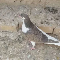 چپ مشکی