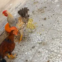 خروس عربی اصل