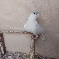 خال امری افغانی نر